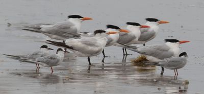 Royal and Forster Terns on beach