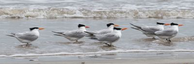 Royal Terns in the surf