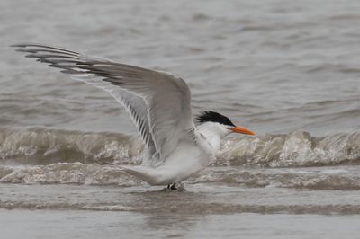 Royal Tern after bathing.jpg