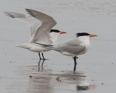 Royal Terns, one has wings up