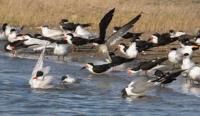 Royal Terns bathing, Skimmers and others on shore