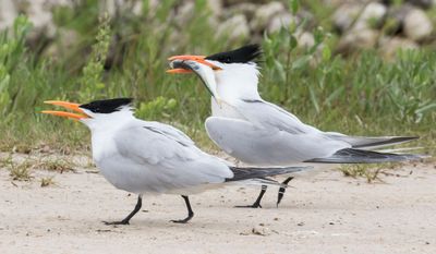 Royal Tern with fish follows female