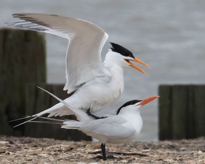 Royal Terns mating