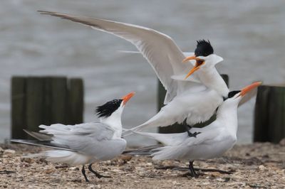 Royal Tern yells at another while mating.jpg