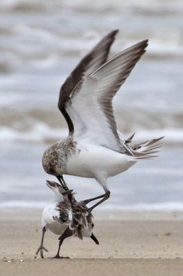 Sanderlings fighting.jpg