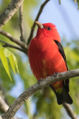 Scarlet Tanager poses on branch