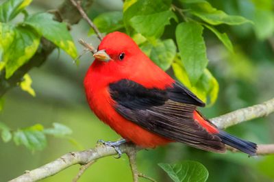 Scarlet Tanager poses on branch
