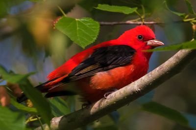 Scarlet Tanager poses on branch.jpg