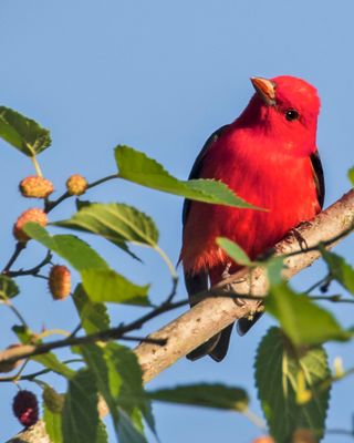 Scarlet Tanager poses with blue sky