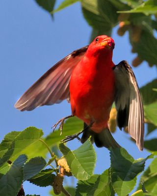 Scarlet Tanager lifting off.jpg