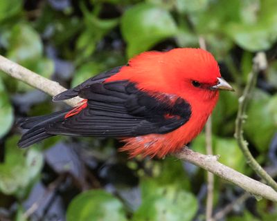 Scarlet Tanager from above.jpg