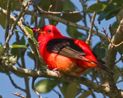 Scarlet Tanager with mulberry