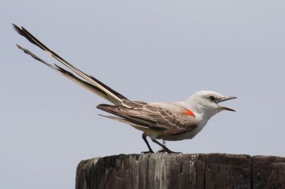 Scissor-tailed Flycatcher calling from post