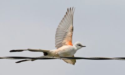 Scissor-tailed Flycatcher taking off from wire