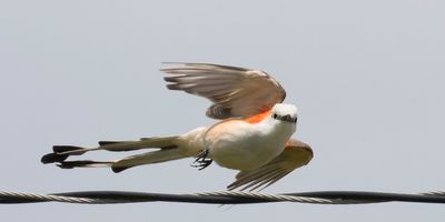 Scissor-tailed Flycatcher taking off from wire