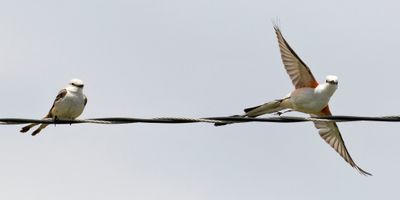Scissor-tailed Flycatcher taking off from wire with wings out and 2nd one to the left