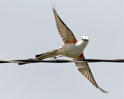 Scissor-tailed Flycatcher taking off from wire with wings out and 2nd one to the left