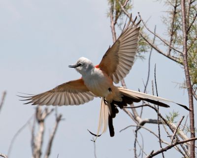 Scissor-tailed Flycatcher in flight like a fairy