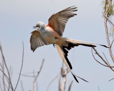 Scissor-tailed  Flycatcher flying2.jpg
