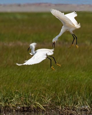 Snowy Egrets fighting above the marsh
