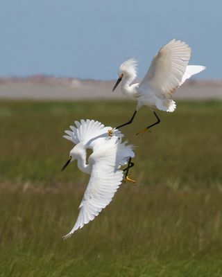 Snowy Egret fighting with another in the air