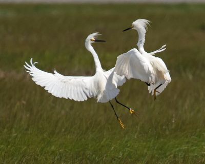 Snowy Egrets fighting above the marsh