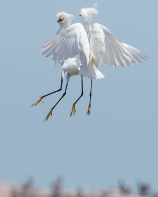 Snowy Egrets fight in the air