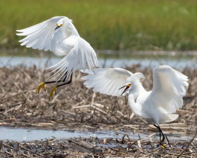 Snowy Egrets fight and about to land