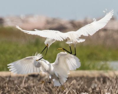 Snowy Egrets fighting above the marsh