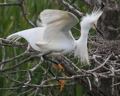 Snowy Egret displays 2.jpg