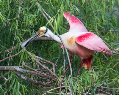 Spoonbill grabs a branch.jpg