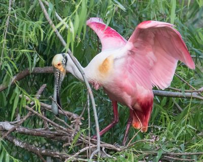 Spoonbill grabs branch 2.jpg