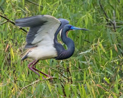 Tri-colored Heron about to take off