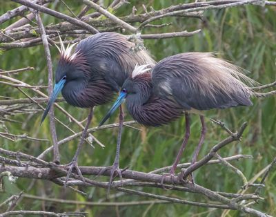 Tri-colored pair, breeding plumage.jpg
