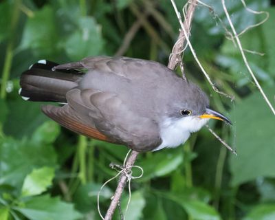 Yellow-billed Cuckoo from above.jpg