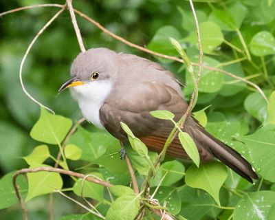 Yellow-billed Cuckoo in vines