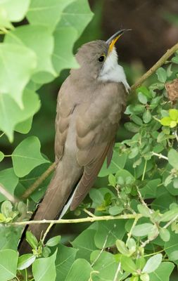 Yellow-billed Cuckoo poses after eating.jpg