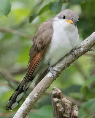 Yellow-billed Cuckoo stares horizontally on branch