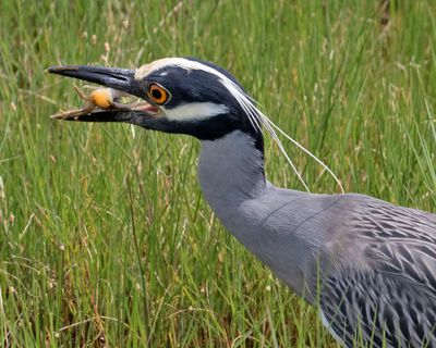 Yellow-crowned Night Heron about to eat a crab