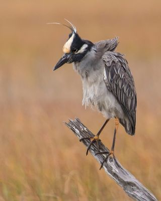 Yellow-crowned Night Heron, wind blowing feathers on branch
