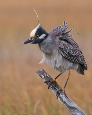 Yellow-crowned Night Heron shakes on branch