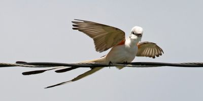 Scissor-tailed Flycatcher taking off from wire