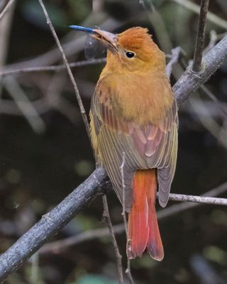 Summer Tanager fem with a dragonfly.jpg
