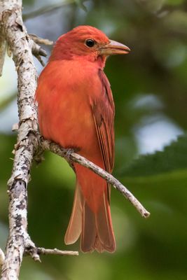 Summer Tanager