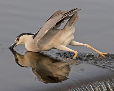 Black-crowned Night Heron lunges in water
