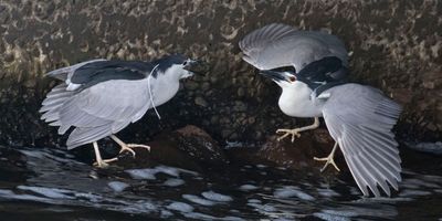 Black-cr Night Herons arguing in tunnel.jpg