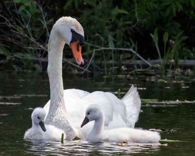 Swan looks at 2 cygnets in front.jpg