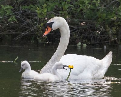 Swan with cygnets, one chews lotus.jpg