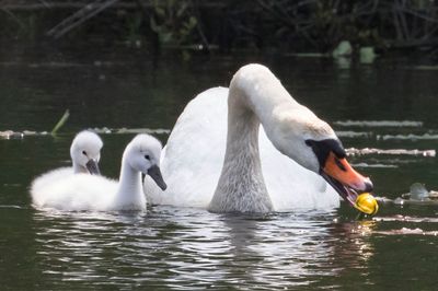 Swan with cygnets eating lotus flower.jpg