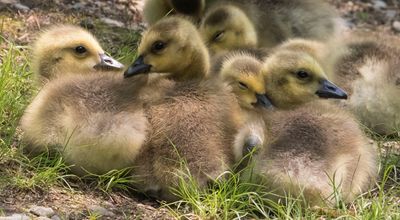 Goslings resting.jpg